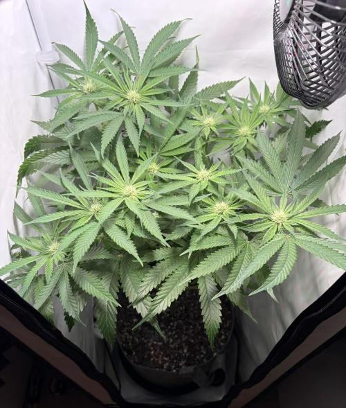 Chimera Cut. Week 9