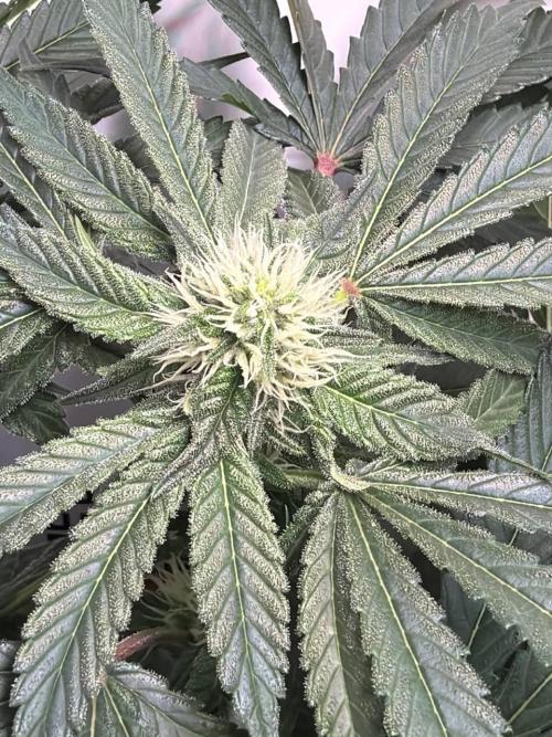 Chimera Cut. Week 9