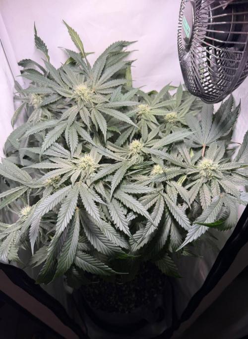 Recycled soil. Week 10