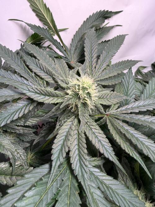 Chimera Cut. Week 10