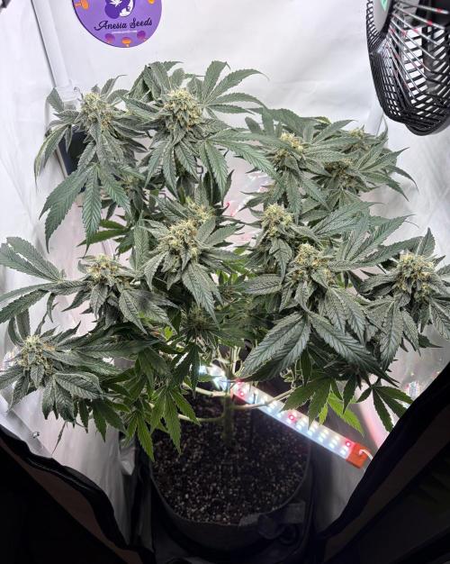 Recycled soil. Week 12