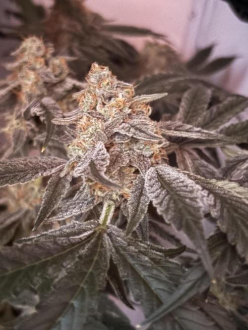 Chimera Cut. Week 13