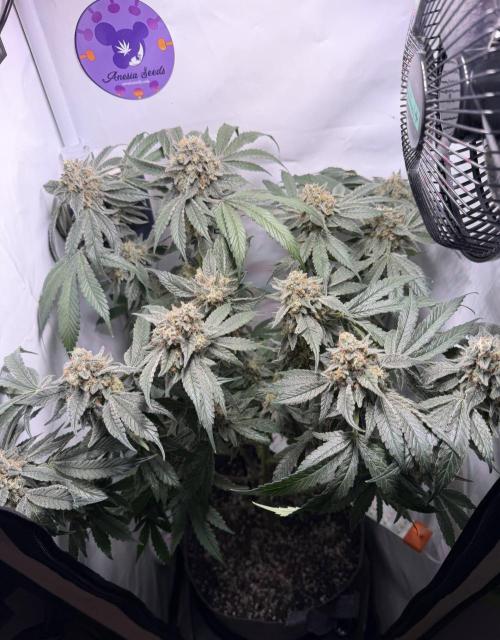 Recycled soil. Week 14