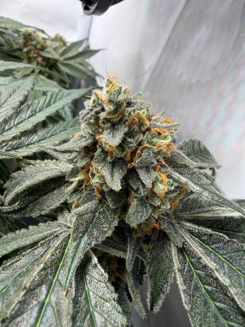 Chimera Cut. Week 14