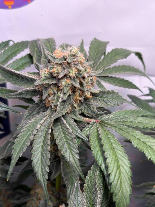 Chimera Cut. Week 14