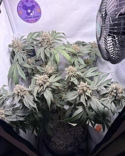 Recycled soil. Week 15