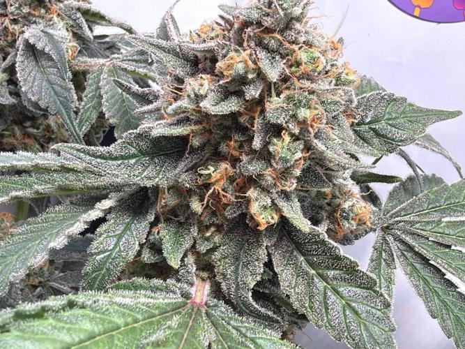 Chimera Cut. Week 15
