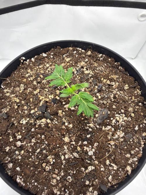 Ein Mutant aus dem All. Week 1 - D7