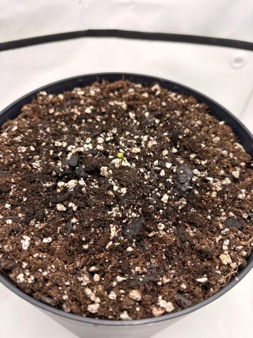 Ein Mutant aus dem All. Week 1 - D1