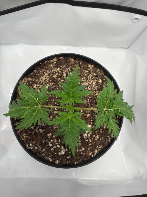 Ein Mutant aus dem All. Week 2 - D14