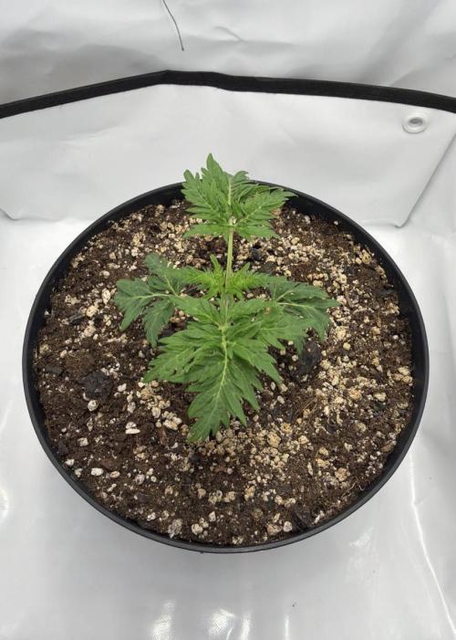 Ein Mutant aus dem All. Week 2 - D12