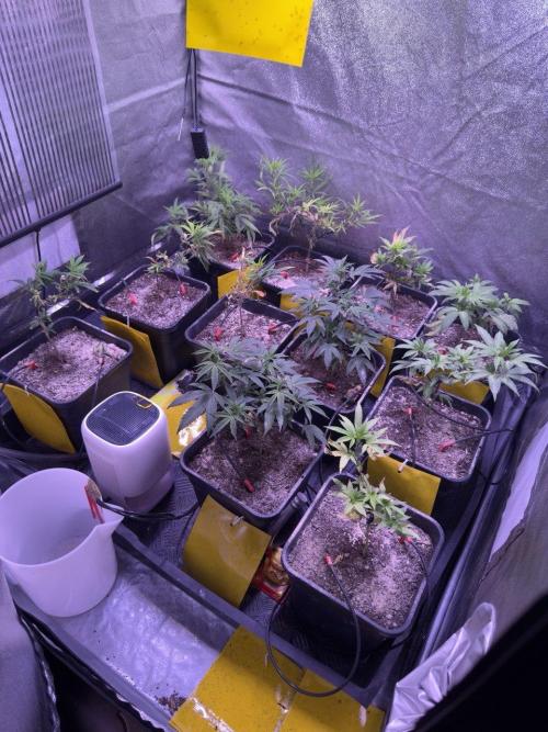 Grapeshot & Gunpowder // TEKNOGROW Cuts. Week 9