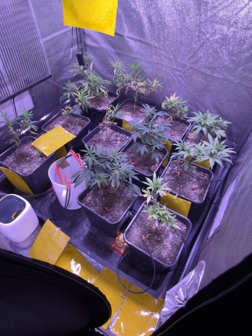 Grapeshot & Gunpowder // TEKNOGROW Cuts. Week 9