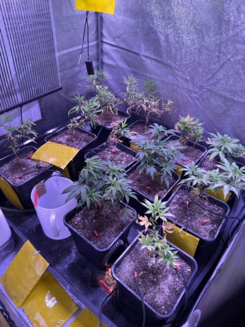 Grapeshot & Gunpowder // TEKNOGROW Cuts. Week 9