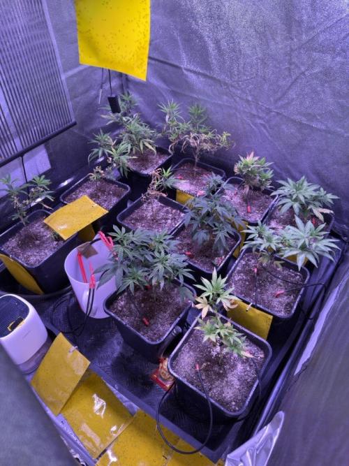 Grapeshot & Gunpowder // TEKNOGROW Cuts. Week 9