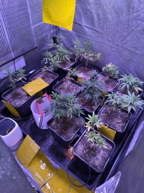 Grapeshot & Gunpowder // TEKNOGROW Cuts. Week 9