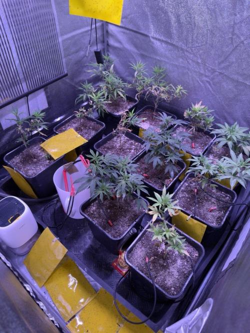 Grapeshot & Gunpowder // TEKNOGROW Cuts. Week 9