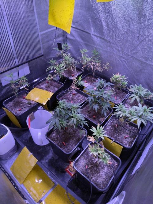 Grapeshot & Gunpowder // TEKNOGROW Cuts. Week 9