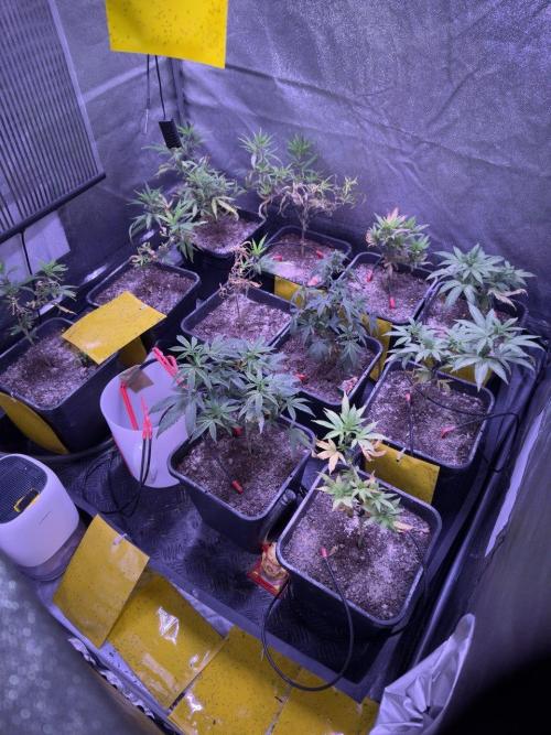 Grapeshot & Gunpowder // TEKNOGROW Cuts. Week 9