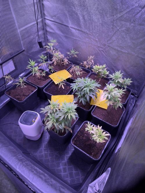 Grapeshot & Gunpowder // TEKNOGROW Cuts. Week 10