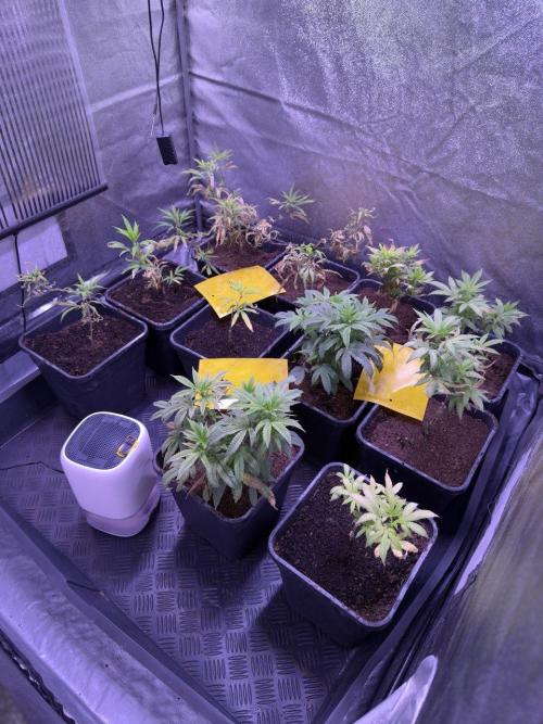 Grapeshot & Gunpowder // TEKNOGROW Cuts. Week 10