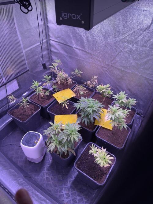 Grapeshot & Gunpowder // TEKNOGROW Cuts. Week 10