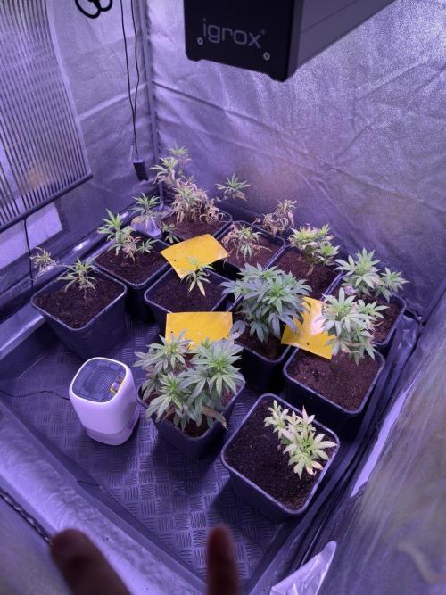 Grapeshot & Gunpowder // TEKNOGROW Cuts. Week 10