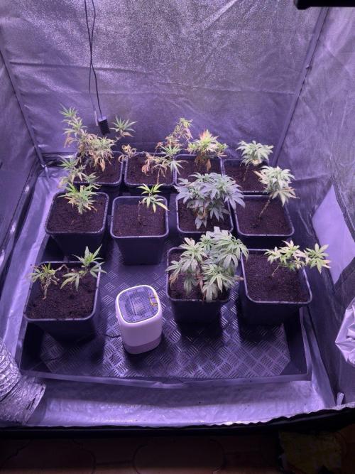 Grapeshot & Gunpowder // TEKNOGROW Cuts. Week 10
