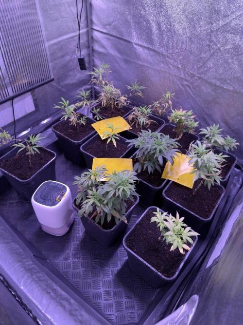 Grapeshot & Gunpowder // TEKNOGROW Cuts. Week 10