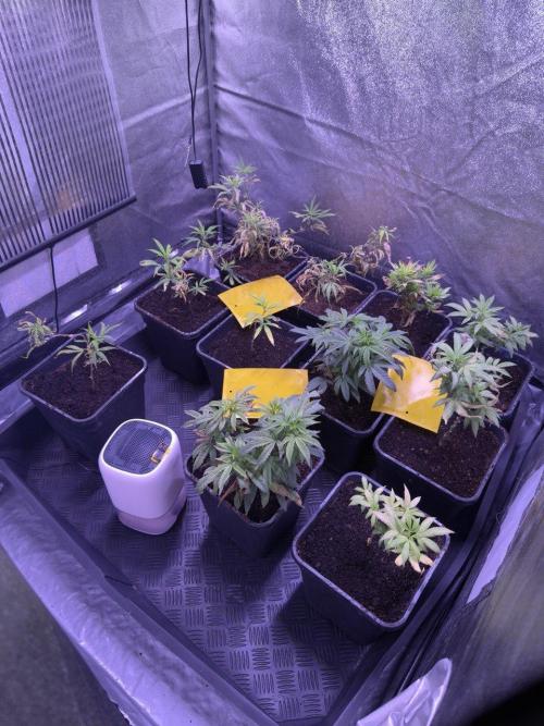 Grapeshot & Gunpowder // TEKNOGROW Cuts. Week 10