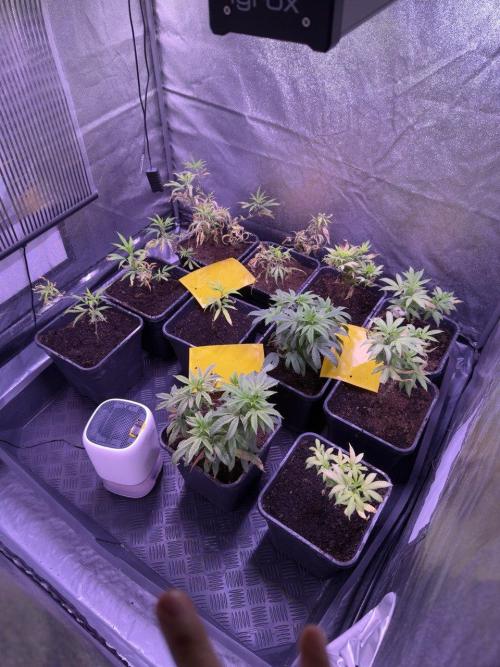 Grapeshot & Gunpowder // TEKNOGROW Cuts. Week 10