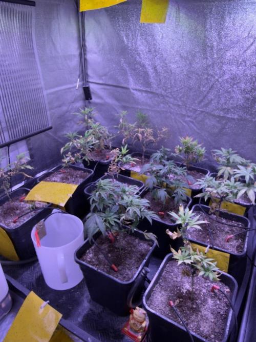 Grapeshot & Gunpowder // TEKNOGROW Cuts. Week 10