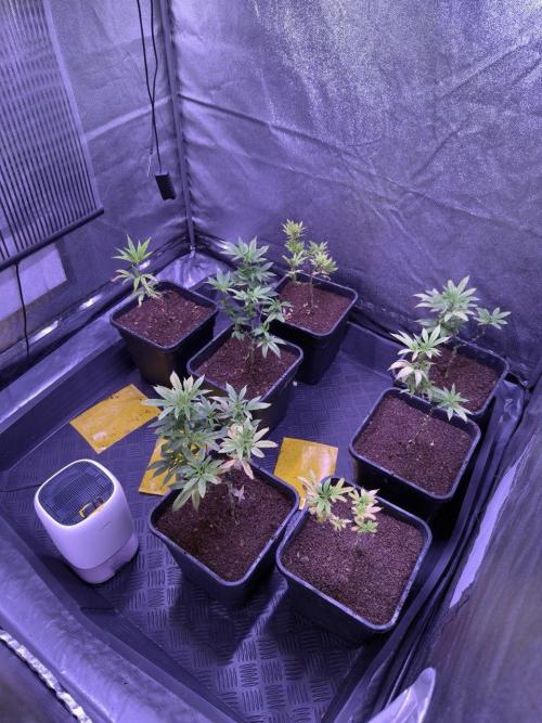 Grapeshot & Gunpowder // TEKNOGROW Cuts. Week 11