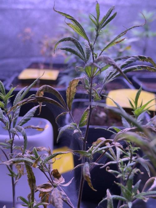 Grapeshot & Gunpowder // TEKNOGROW Cuts. Week 11