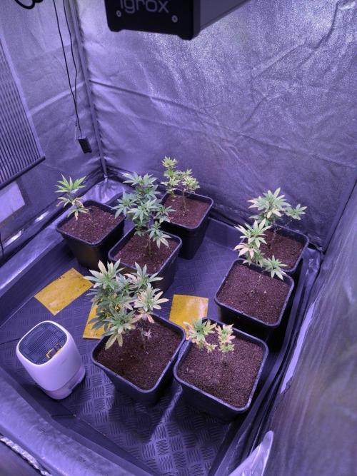 Grapeshot & Gunpowder // TEKNOGROW Cuts. Week 11