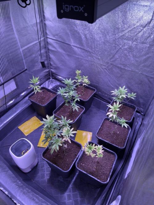 Grapeshot & Gunpowder // TEKNOGROW Cuts. Week 11