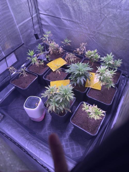 Grapeshot & Gunpowder // TEKNOGROW Cuts. Week 11