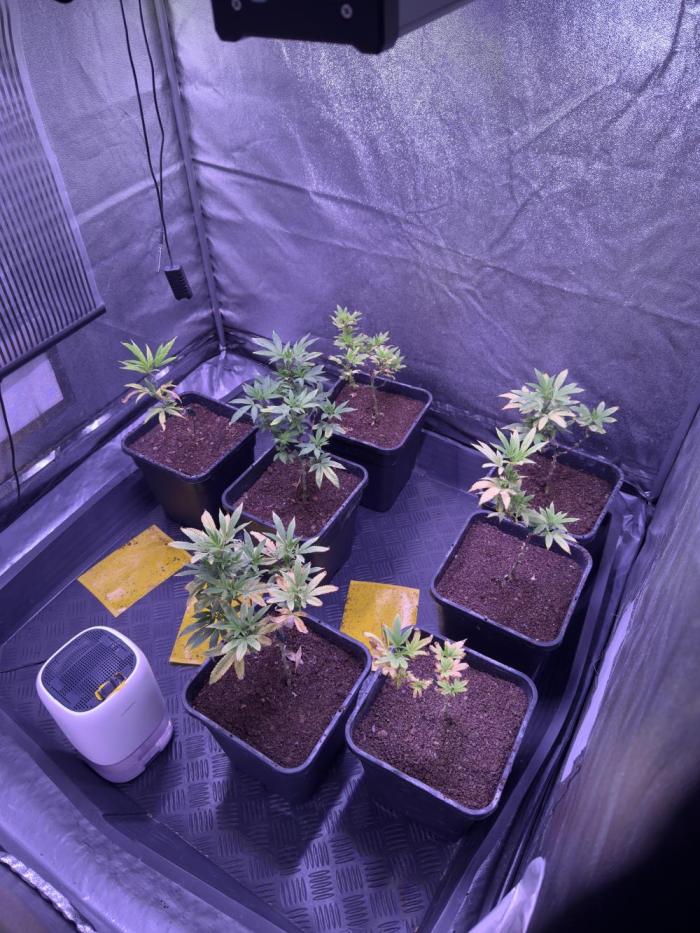 Grapeshot & Gunpowder // TEKNOGROW Cuts. Week 12