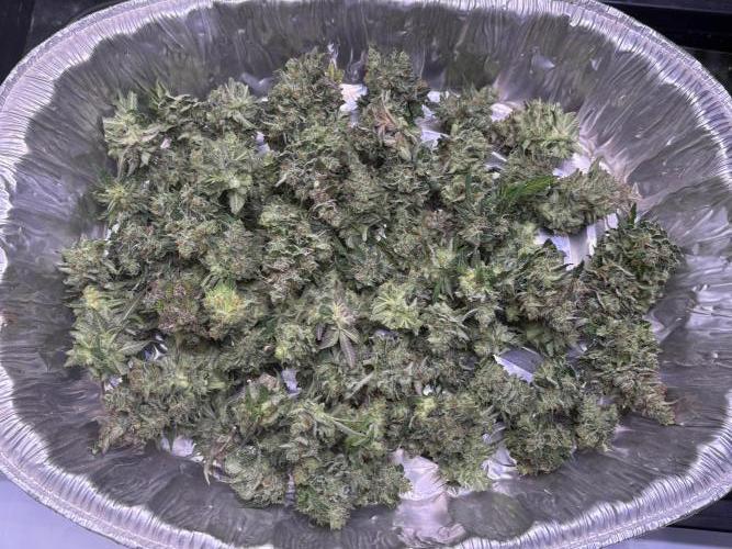 Gorilla Cookies Auto. Week 12 - Day 75 Harvest