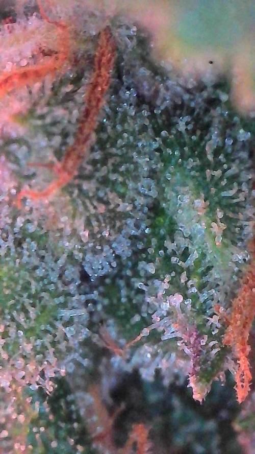 Lemon Cherry Cookies Auto-Fastbuds. Week 10 - Day 67