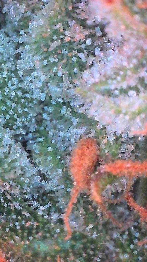 Lemon Cherry Cookies Auto-Fastbuds. Week 10 - Day 67