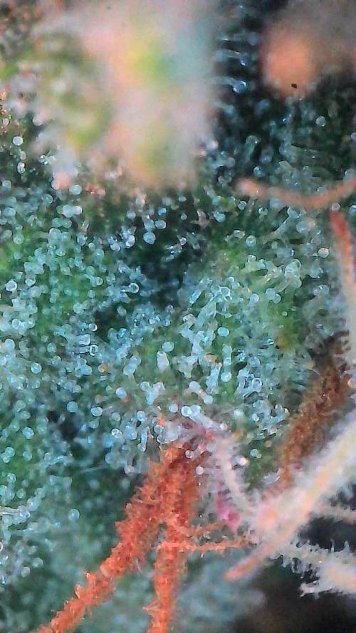 Lemon Cherry Cookies Auto-Fastbuds. Week 10 - Day 67