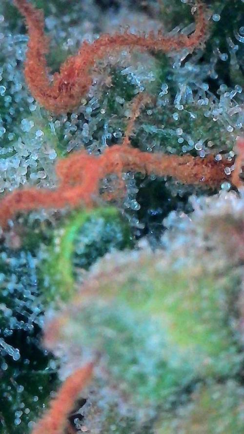 Lemon Cherry Cookies Auto-Fastbuds. Week 10 - Day 67