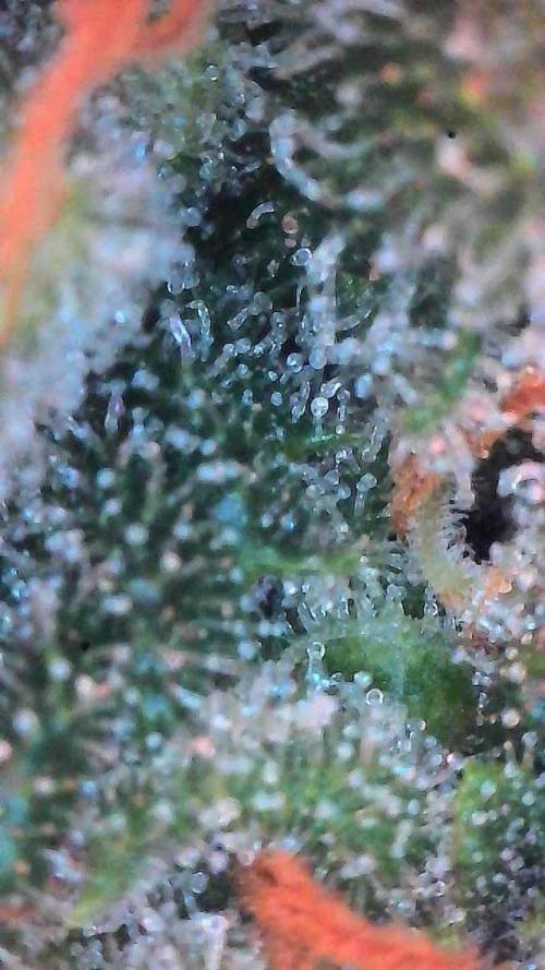 Lemon Cherry Cookies Auto-Fastbuds. Week 10 - Day 67