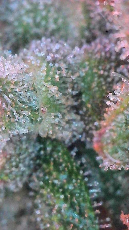 Lemon Cherry Cookies Auto-Fastbuds. Week 10 - Day 67