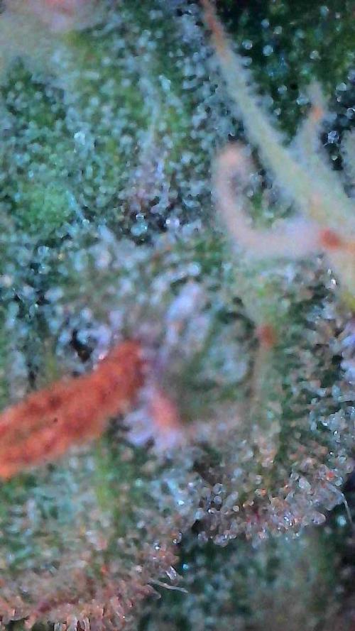 Lemon Cherry Cookies Auto-Fastbuds. Week 10 - Day 67