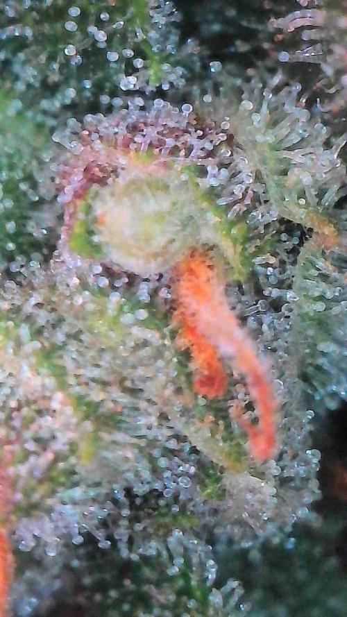 Lemon Cherry Cookies Auto-Fastbuds. Week 10 - Day 67