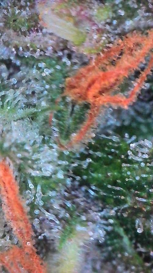 Lemon Cherry Cookies Auto-Fastbuds. Week 10 - Day 67