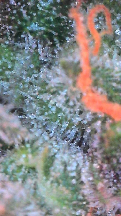 Lemon Cherry Cookies Auto-Fastbuds. Week 10 - Day 67