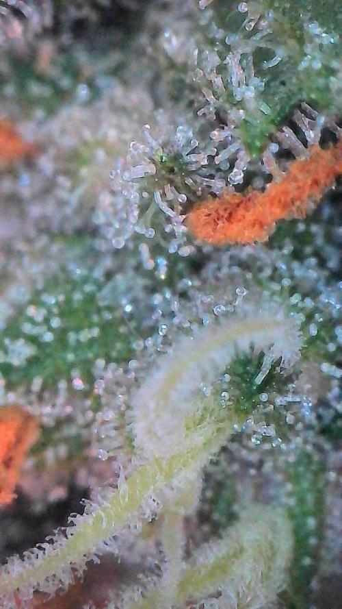 Lemon Cherry Cookies Auto-Fastbuds. Week 10 - Day 67